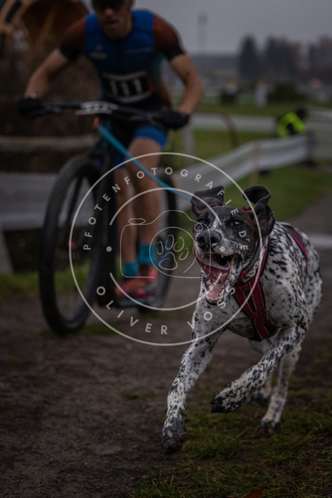 CaniXpix_0L8A0321 | Hundefotografie, Tierfotograf, Pfotenfotografie, Fotoshooting Hund, Hunde Portrait, Hundesport, Hundeportraits, Heideshooting, Hunde, Sportfotograf, Hundefotograf, Turnierhundsport, THS,  - Realisiert mit Pictrs.com