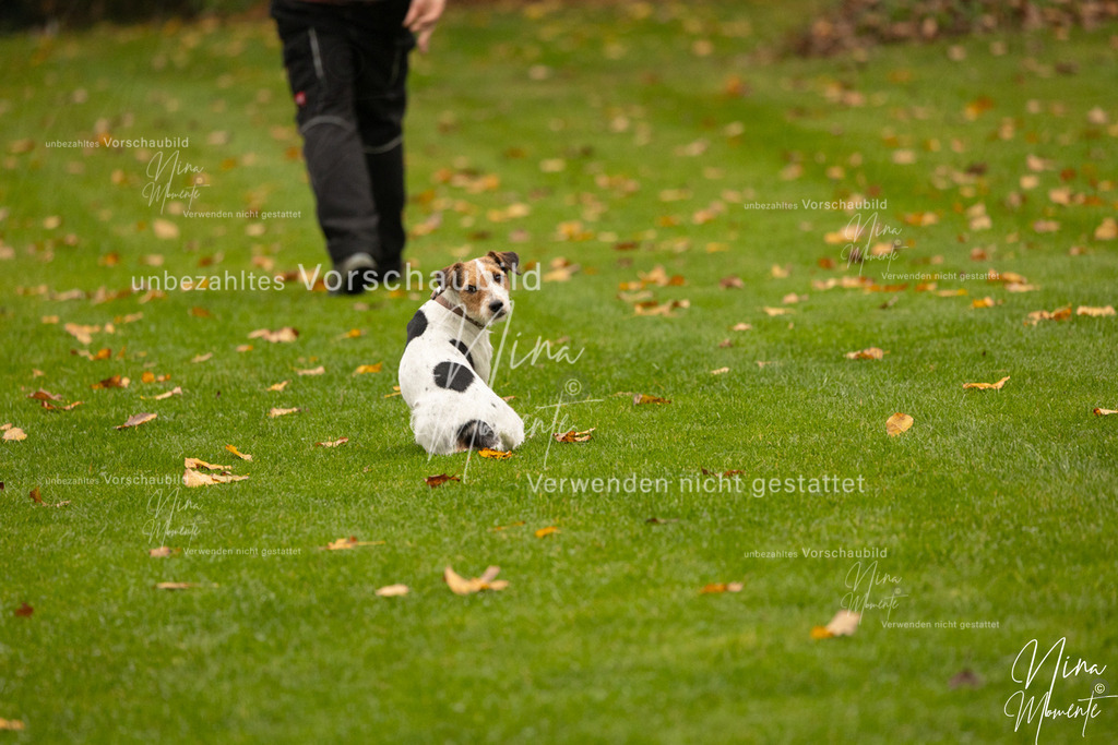 _16A0596 | Einzigartige Fotos von Hunden & Menschen –Actionfotos, Portraits, Vereinsaufnahmen & Paarshootings – authentisch, lebendig & mit Herz.