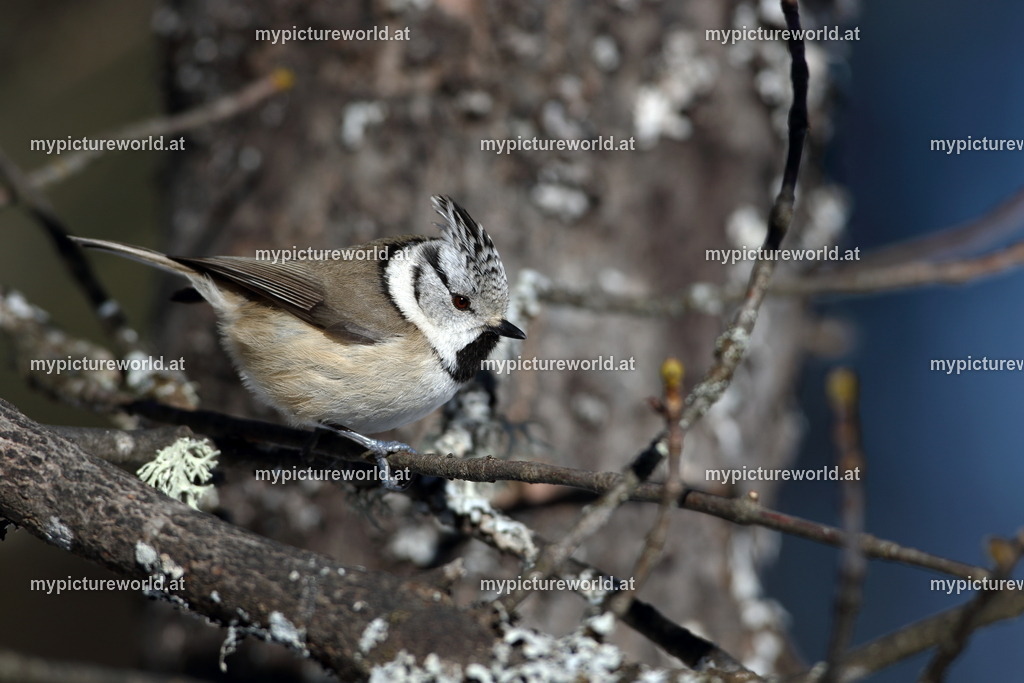 Haubenmeise-017 | Das Bilderarchiv über Tiere, Planzen und Landschaften. In der Bilddatenbank finden Sie ein große Auswahl an hochwertigen Bilder für Ihre Werbung - Realisiert mit Pictrs.com
