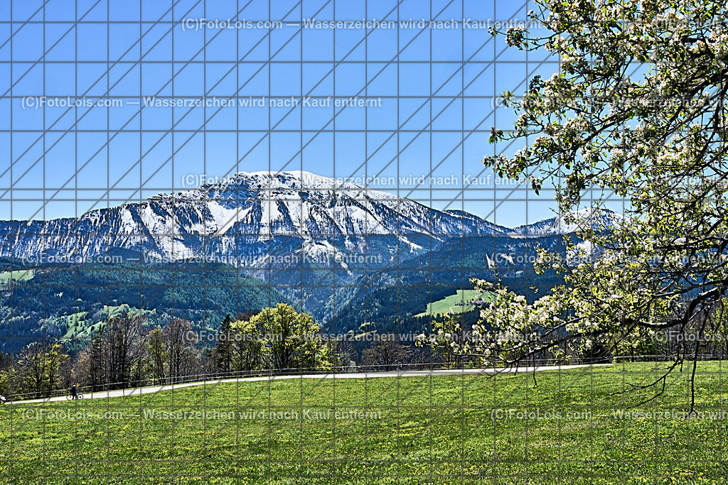 ALP4532_Hochbaerneck_Baumbluete-weisser Oetscher | (C)FotoLois.com, Alois Spandl. Weißer ÖTSCHER im Frühling, Blühender Obstbaum am Hochbärneck mit Ötscher, Sa 27. April 2024.