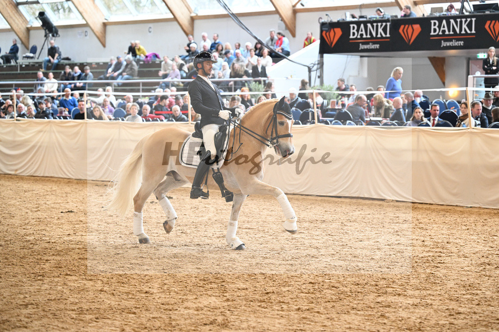 Schauprogramm Haflinger_DSP Amiro_2251585 | hf-fotografie - Realisiert mit Pictrs.com