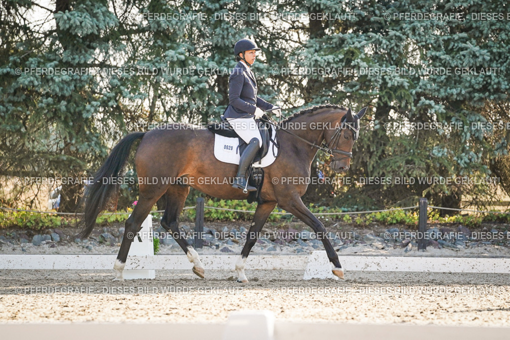 DSC08495 | Pferdegrafie