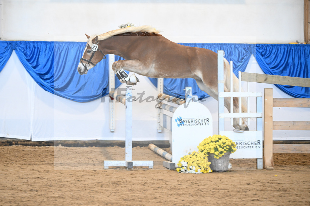 Kat-Nr. 27 Starkuri L v. Starino I_ZG Leeling_48250557 | hf-fotografie - Realisiert mit Pictrs.com