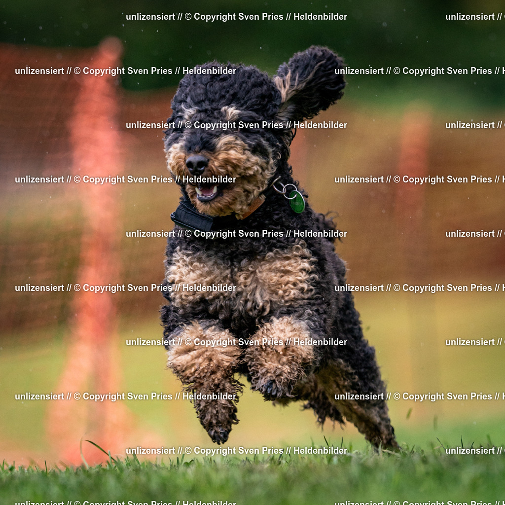 Sven Pries | 2024-04-21 - Hunderennen Baden-Oos
Foto: Sven Pries - Realisiert mit Pictrs.com