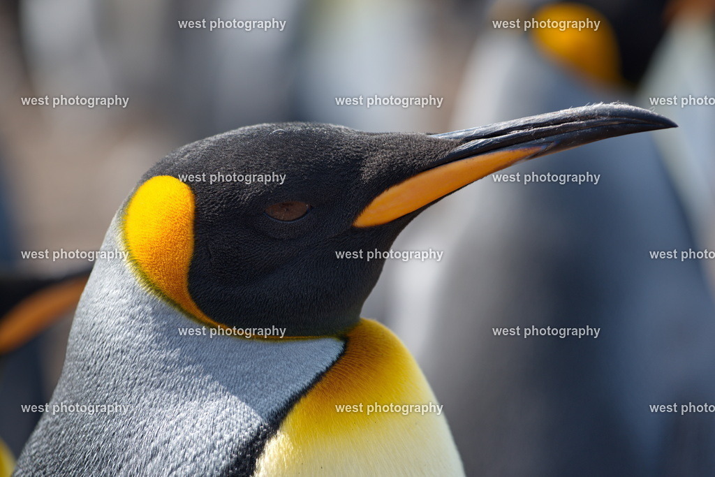 King Penguin 3 VRP - FLK 2014 | west photography - Realisiert mit Pictrs.com
