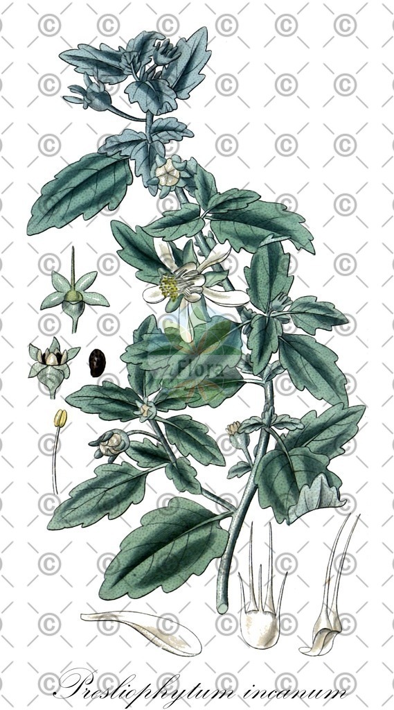 HistAbb_wfo-0000282973_1_ENZY_Simple | Historische Abbildung von Presliophytum incanum - Loasaceae | Historical Illustration of Presliophytum incanum - Loasaceae