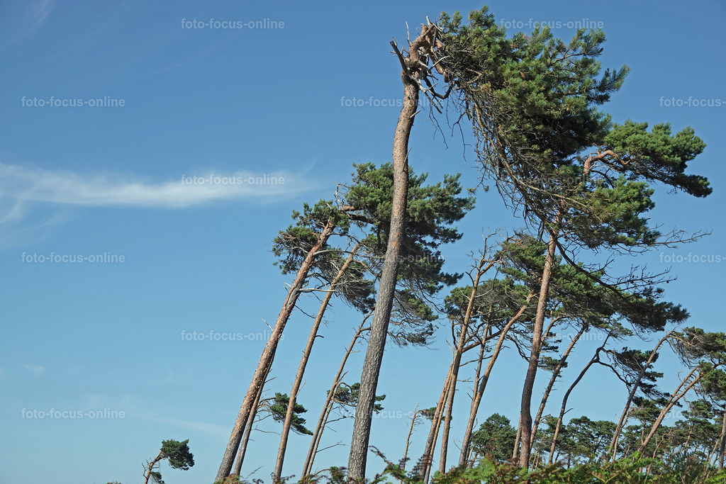 Windswept trees | wind escaper tree in sunny weather
