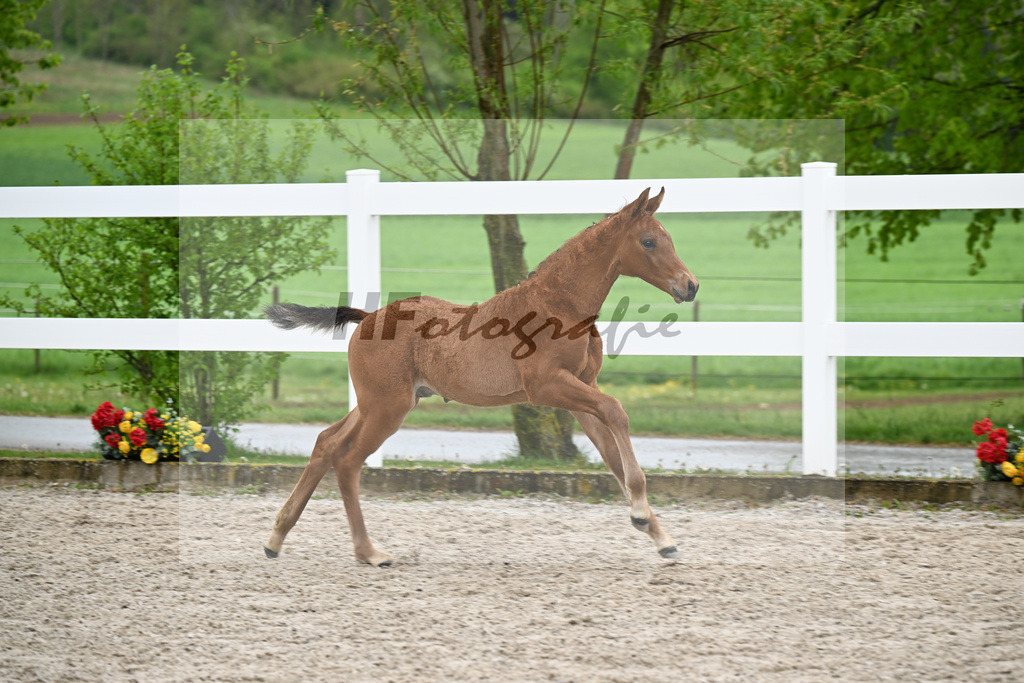 Kat-Nr. 23 HF Chaccos Son x Stolzenberg_Strohmeier_23261500 | hf-fotografie - Realizzato con Pictrs.com