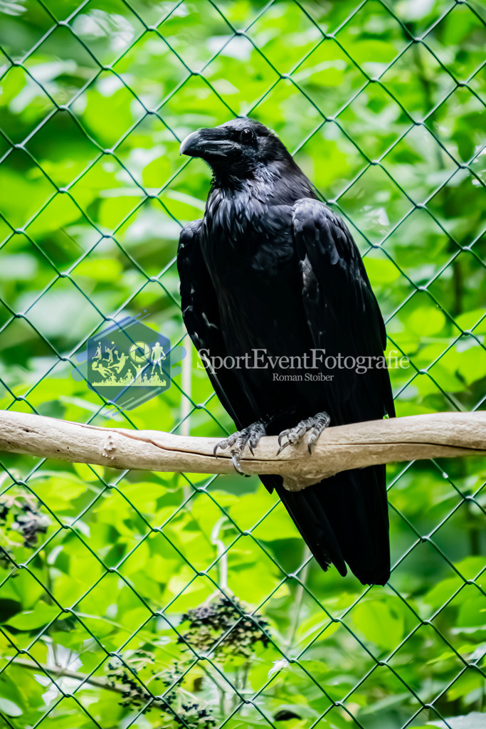 IMG_2947 | SportEventFotografie - Roman Stoiber