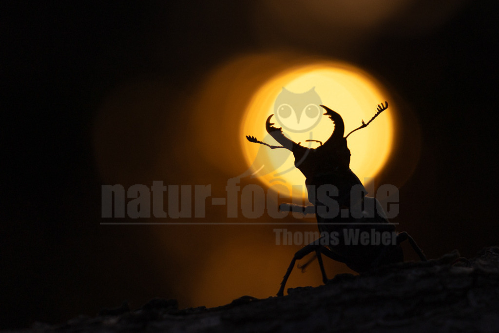 R5NF9845-20230621 | Der Hirschkäfer ist ein Käfer aus der Familie der Schröter. Er gehört zu den größten und auffälligsten Käfern in Europa. Seinen Namen erhielt der Hirschkäfer aufgrund der bei den Männchen geweihartig vergrößerten Mandibeln. - Realisiert mit Pictrs.com