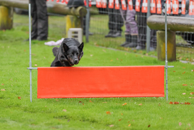 2025_Rally_Obedience_SM-91 | Ich fotografiere Hundeausstellungen, Sportanlässe, Zuchtstätten, Hundezucht, Hundeportrait, Lagotto - Realisiert mit Pictrs.com