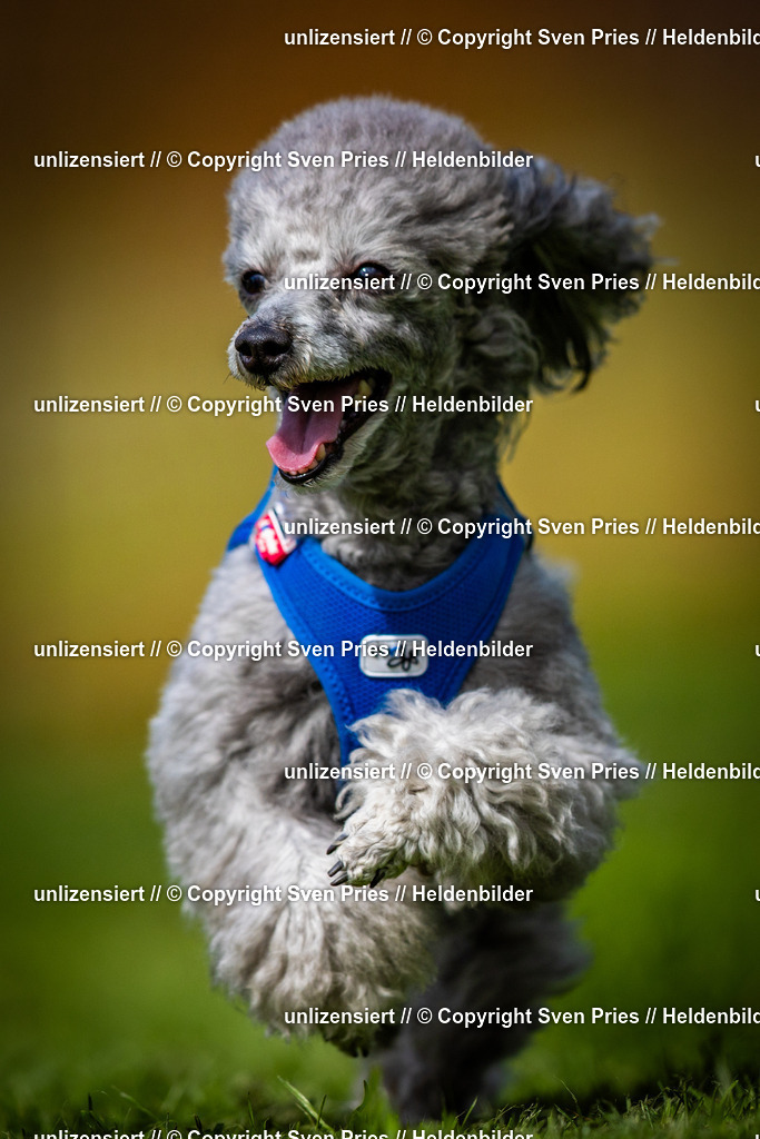 Sven Pries | 2025-04-13 - Hunderennen Baden-Baden - Realisiert mit Pictrs.com