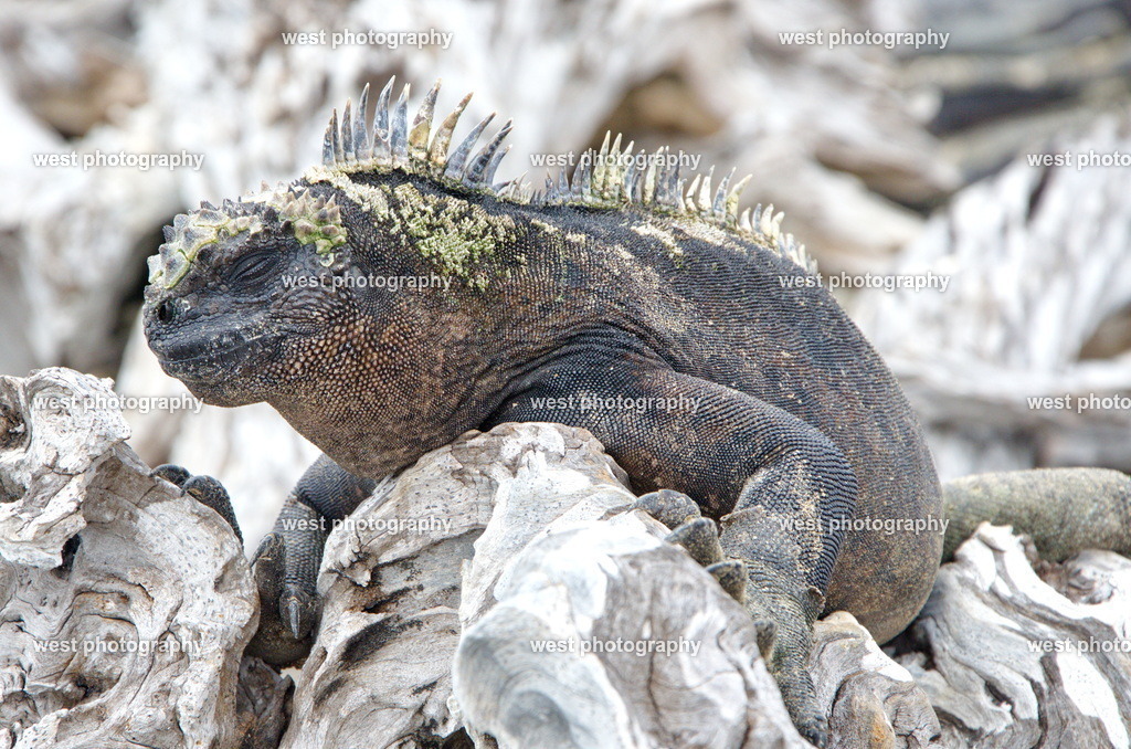 Marine iguana 1 - EQU 2015 | west photography - Realisiert mit Pictrs.com