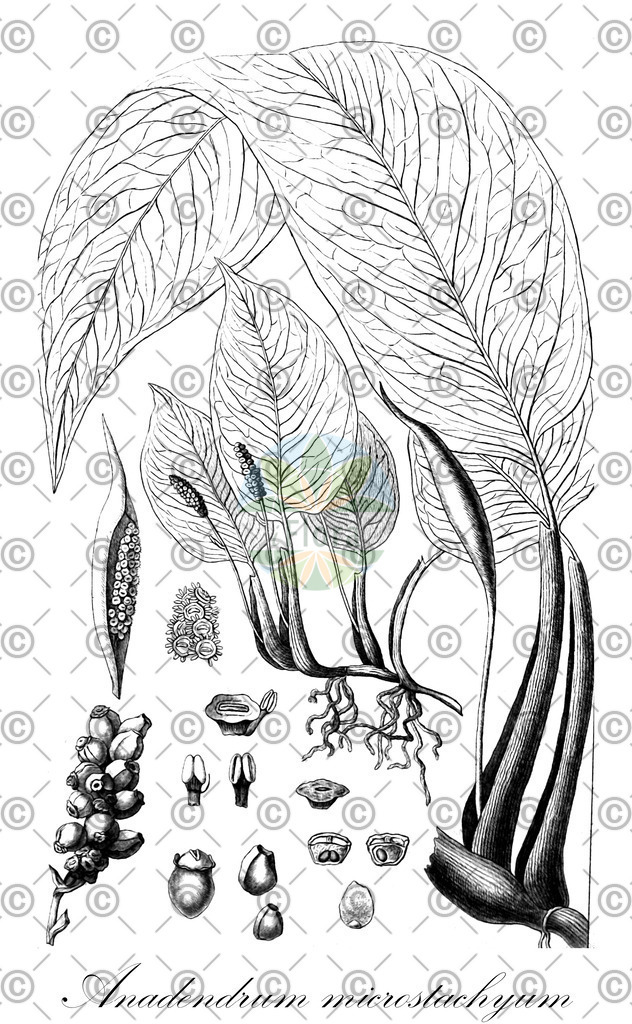 HistAbb_wfo-0000969263_1_ENZY_Simple | Historische Abbildung von Anadendrum microstachyum - Araceae | Historical Illustration of Anadendrum microstachyum - Araceae