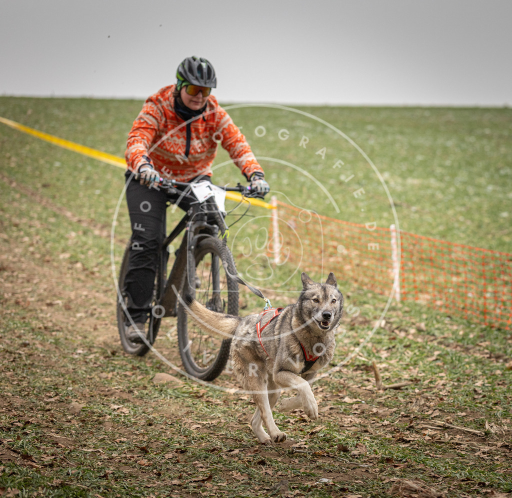 Pfotenfotografie_DV3A3222 | Hundefotografie, Tierfotograf, Pfotenfotografie, Fotoshooting Hund, Hunde Portrait, Hundesport, Hundeportraits, Heideshooting, Hunde, Sportfotograf, Hundefotograf, Turnierhundsport, THS,  - Realisiert mit Pictrs.com