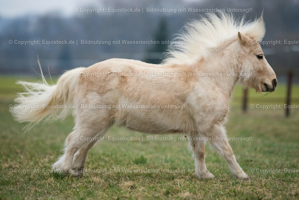 20150322_TOMsPiC_0072 | equistock