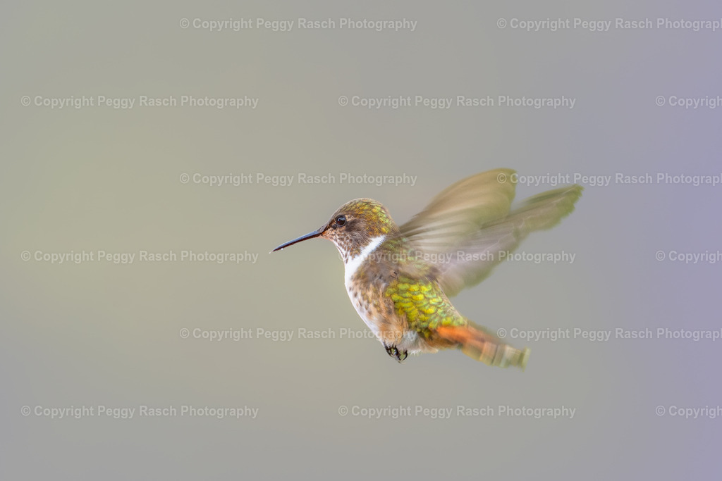 Kolibris (3 von 32) (6) | PeggyRaschPhotography - Realisiert mit Pictrs.com