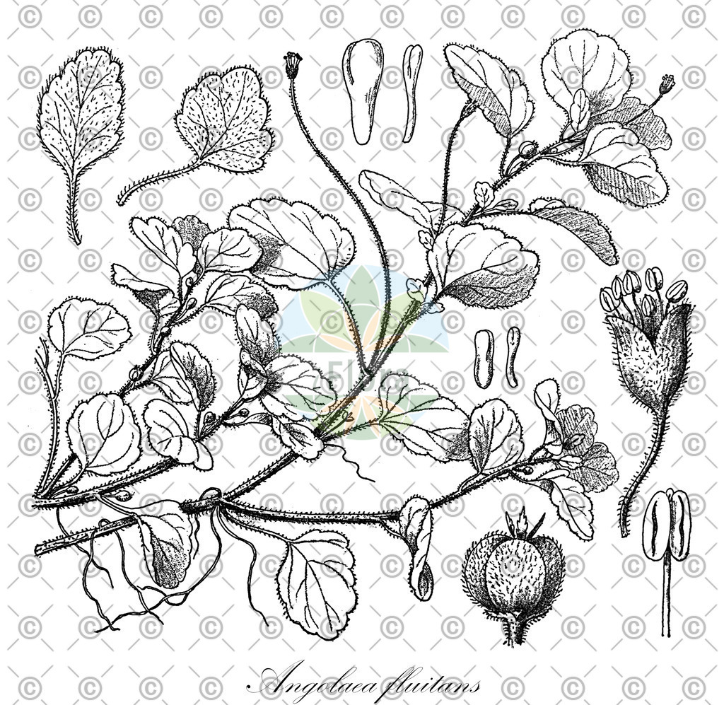 HistAbb_wfo-0000536542_218_ENZY_Simple | Historische Abbildung von Angolaea fluitans - Podostemaceae | Historical Illustration of Angolaea fluitans - Podostemaceae