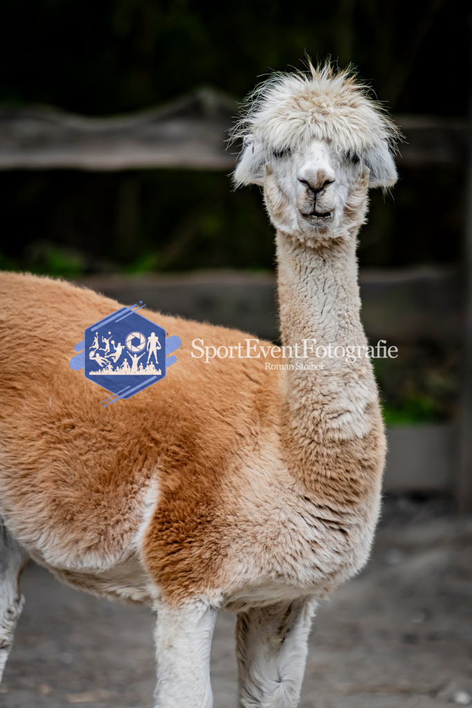 IMG_3821 | SportEventFotografie - Roman Stoiber