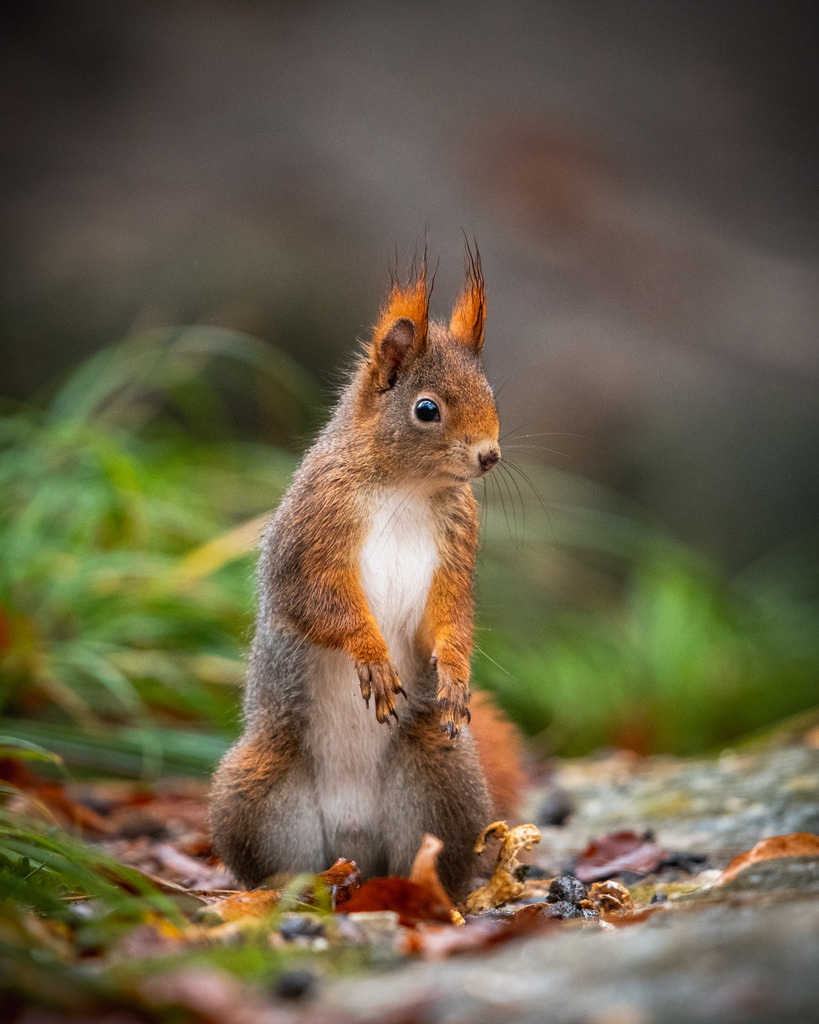 DSC_8949 | Ich bin Fotograf aus Neuburg an der Donau und spezialisiere mich auf Wildlife-Fotografie, Landschaftsaufnahmen und Portraits.Ob Hochzeit, Familienbilder oder Naturaufnahmen – ich fange echte Momente ein, die bleiben. 