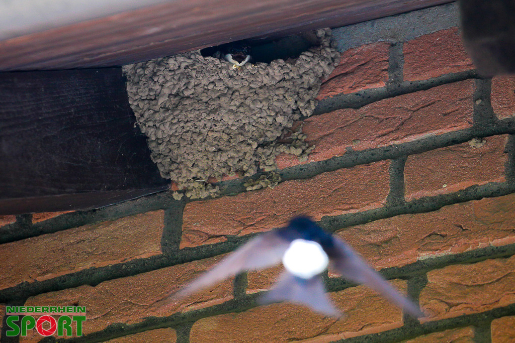 Mehlschwalben_bei_Otto11062025_010 | Bildergalerie von Sport-Ereignissen aber auch von weiteren spannenden Dingen - nicht nur vom Niederrhein. In Anlehnung an den bekannten Spruch von Hanns Dieter Hüsch heißt das Motto: "Niederrhein ist überall".  - Realisiert mit Pictrs.com