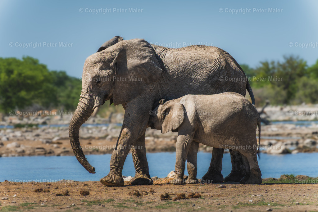 Etosha_Nationalpark_Namibia-697 | piet_flosse