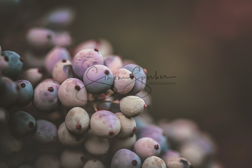 Mahonie | Simone Sperber, svb-photography,Fotografin,Bilddesignerin,Naturfotografie,Macrofotografie,Tierfotografie,Wildtierfotografie,Ausstellungen,Auftragsfotografie,Kunst,Art,Photographer,Shootings,Bildberatbeitung,Galerie,Shop