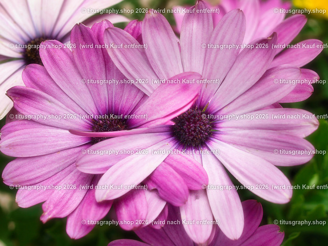 titusgraphy-P6100518_var-129 | Fotokunstarbeit aus der INSTAGRAM-Gallerie auf titusgraphy.eu - Realisiert mit Pictrs.com