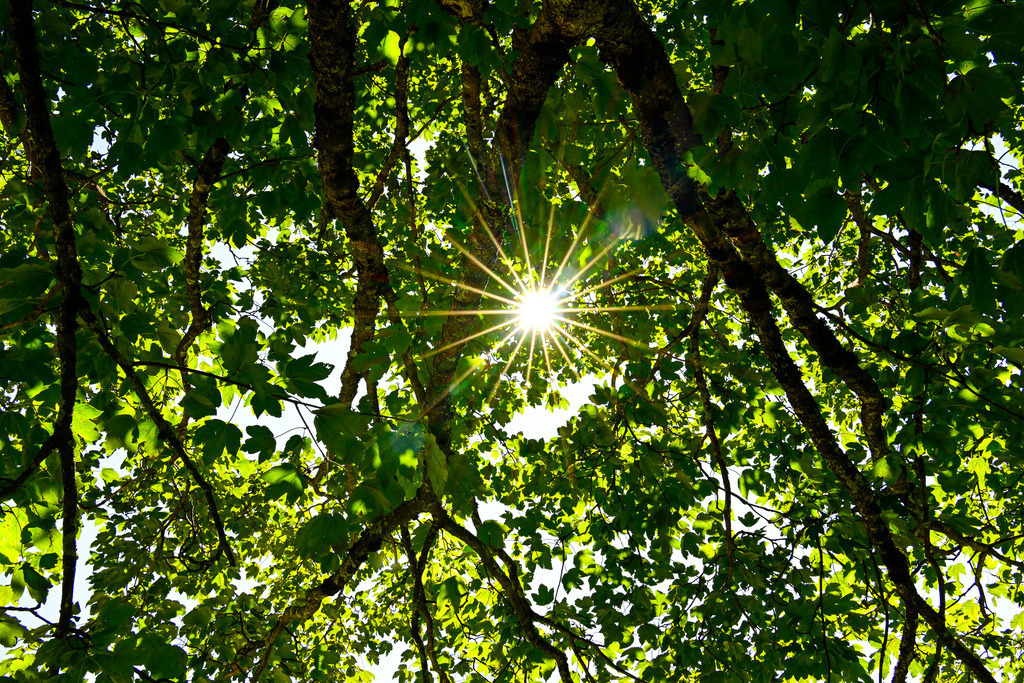 Lichtblick im Dickicht: Die Poesie des Sommermorgens | Ein Anblick, der tiefe Ruhe atmet und die Lebensgeister weckt: Wie ein funkelnder Diamant bricht die goldene Sommersonne durch das dichte, schützende Blätterdach uralter Bäume. Ihre Strahlen fächern sich in einem perfekten Stern auf und tauchen das saftige Grün des Ahornlaubs in ein lebendiges Spiel aus Licht und Schatten. Der Blick nach oben offenbart ein natürliches Kathedrale-Gefühl, das von tiefer Geborgenheit und der heilsamen Kraft des Waldes erzählt. Diese Aufnahme fängt den flüchtigen, magischen Moment ein, in dem die Natur uns mit Helligkeit, Wärme und neuer Hoffnung beschenkt. - Realisiert mit Pictrs.com