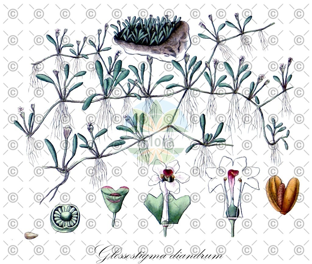 HistAbb_wfo-0000704132_1_ENZY_Simple | Historische Abbildung von Glossostigma diandrum - Phrymaceae | Historical Illustration of Glossostigma diandrum - Phrymaceae