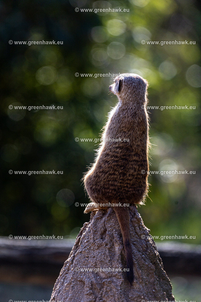 IMG_0174 | Greenhawks Bilder Shop für Landschaften, Urban, Tiere und weiteres als Poster Leinwand oder Fotogeschenk für Ostern Weihnachten oder Geburtstag  - Realisiert mit Pictrs.com