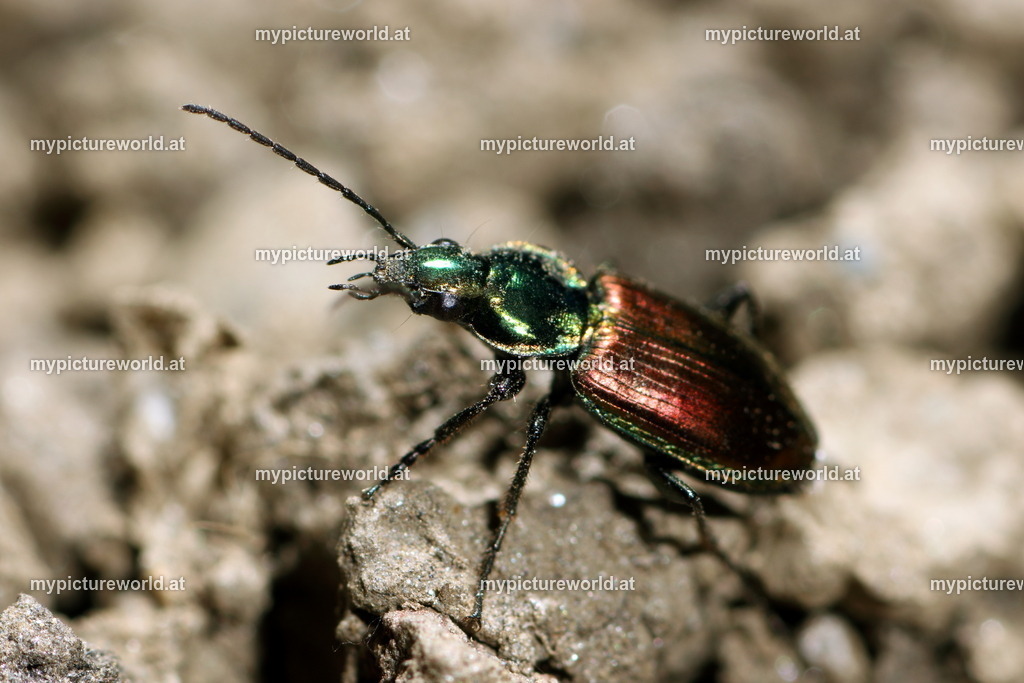 Agonum sexpunctatum-003 | Das Bilderarchiv über Tiere, Planzen und Landschaften. In der Bilddatenbank finden Sie ein große Auswahl an hochwertigen Bilder für Ihre Werbung - Realisiert mit Pictrs.com