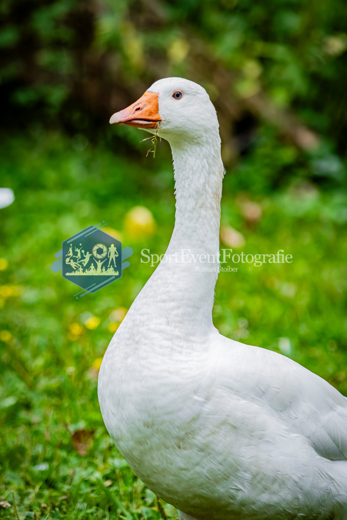 IMG_2751 | SportEventFotografie - Roman Stoiber