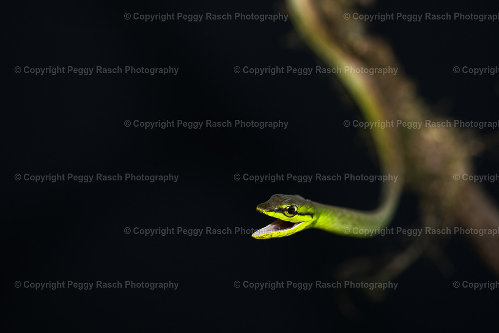 Schlange (5) | PeggyRaschPhotography - Realisiert mit Pictrs.com