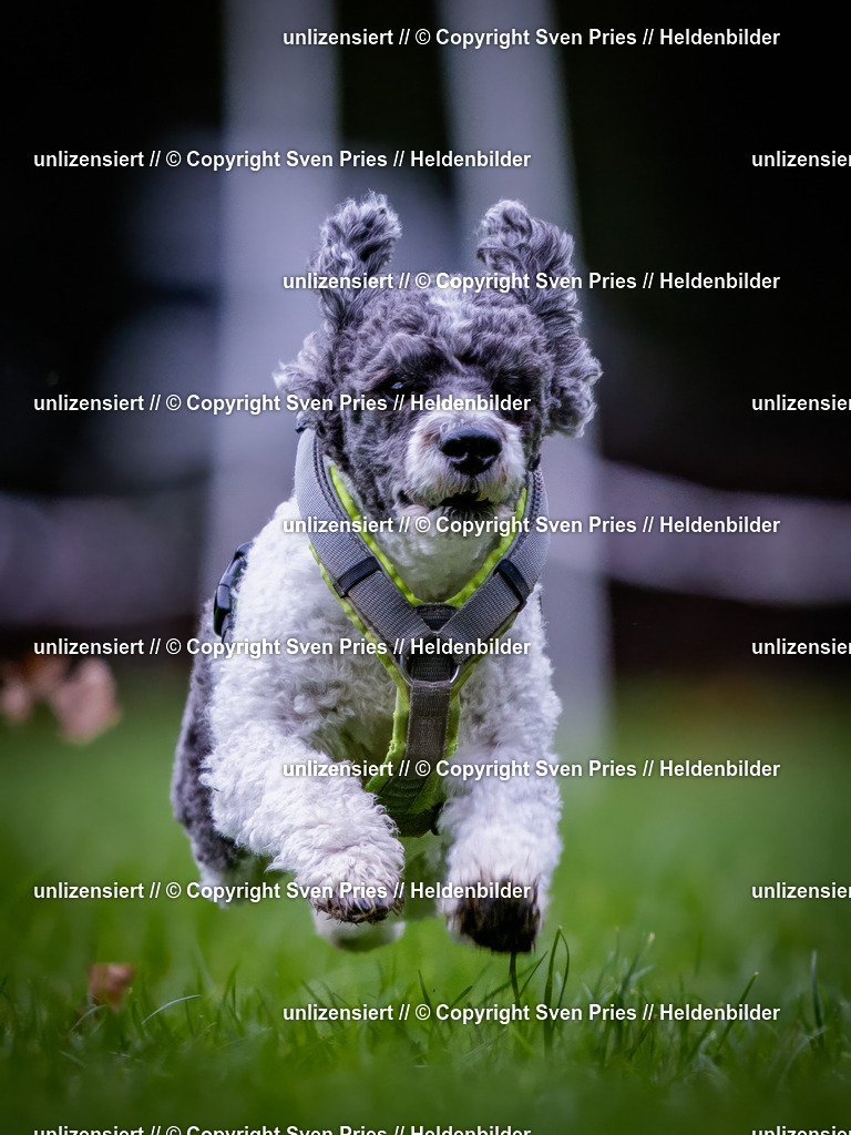 Sven Pries | 2024-10-19 - Hunderennen Ober-Grombach - Realisiert mit Pictrs.com