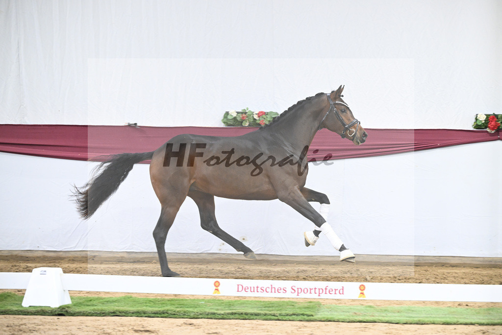 Kat-Nr. 30 Federer x Laomedon_Schulze Averdiek Sportpferde und Aufzucht GbR_47250980 | hf-fotografie - Realisiert mit Pictrs.com