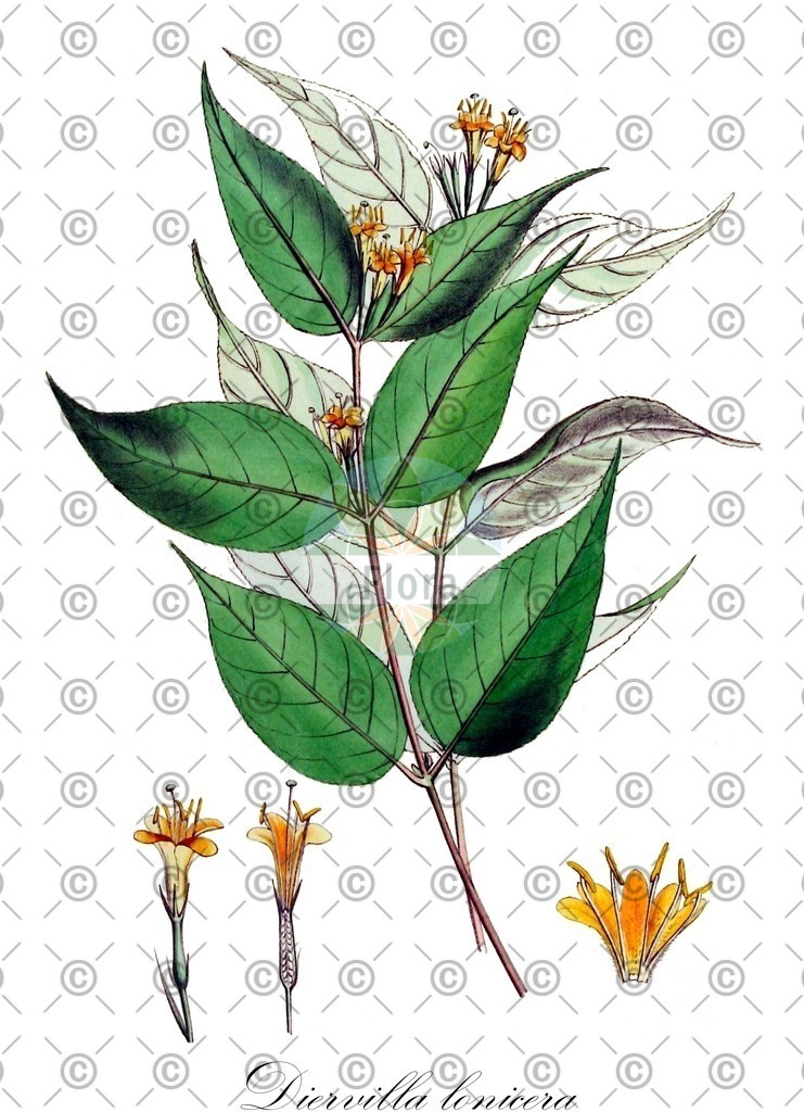 HistAbb_EMP_64603_1_SIMPLE | Historische Abbildung von Diervilla lonicera - Caprifoliaceae | Historical Illustration of Diervilla lonicera - Caprifoliaceae (bush honeysuckle)