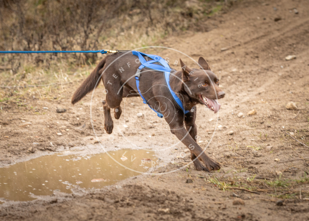 DV3A1033 | Hundefotografie, Tierfotograf, Pfotenfotografie, Fotoshooting Hund, Hunde Portrait, Hundesport, Hundeportraits, Heideshooting, Hunde, Sportfotograf, Hundefotograf, Turnierhundsport, THS,  - Realisiert mit Pictrs.com