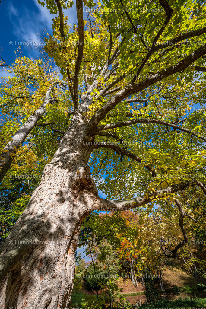 10049-12585 - Schloßpark Ilsenburg im Harz | Stockfoto und Bilderpool mit Bildmaterial aus Deutschland, dem Harz, Halberstadt, Quedlinburg, Wernigerode und weltweit. Qualitativ hochwertige und professionelle Fotos anschauen und kaufen. - Realisiert mit Pictrs.com