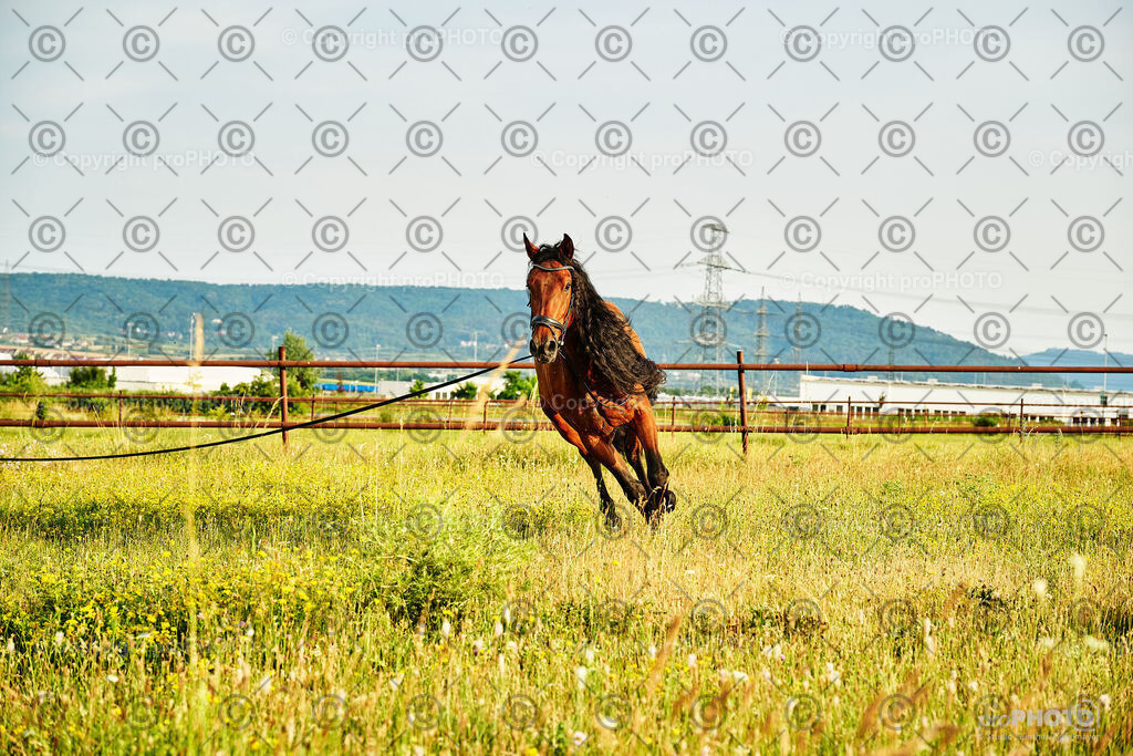 303_202406_Niki-Herodes_NZ9_0257 | proPHOTO - Realisiert mit Pictrs.com