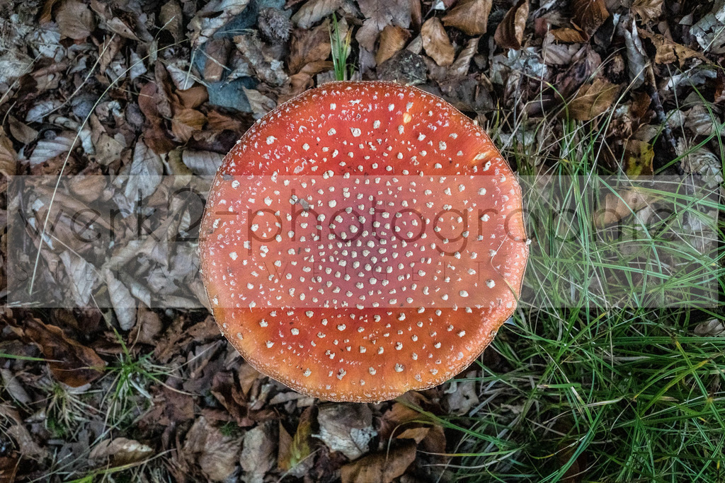 Herbstlauf | Neuhaus/Rwg. - Masserberg am 3. Oktober 2020