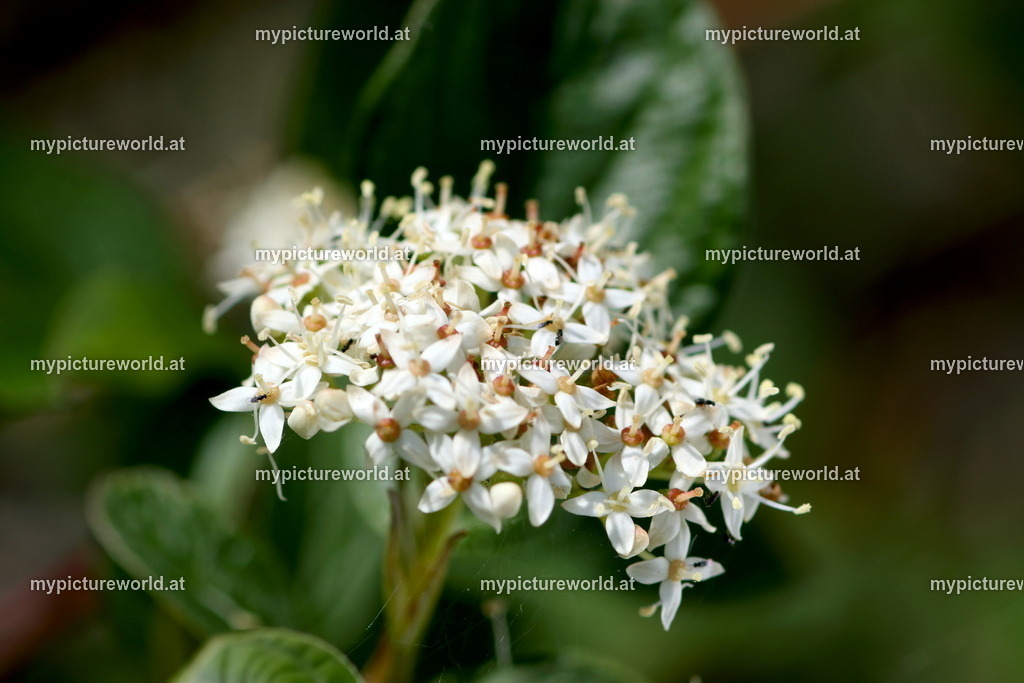 Roter Hartriegel-001 | Das Bilderarchiv über Tiere, Planzen und Landschaften. In der Bilddatenbank finden Sie ein große Auswahl an hochwertigen Bilder für Ihre Werbung - Realized with Pictrs.com