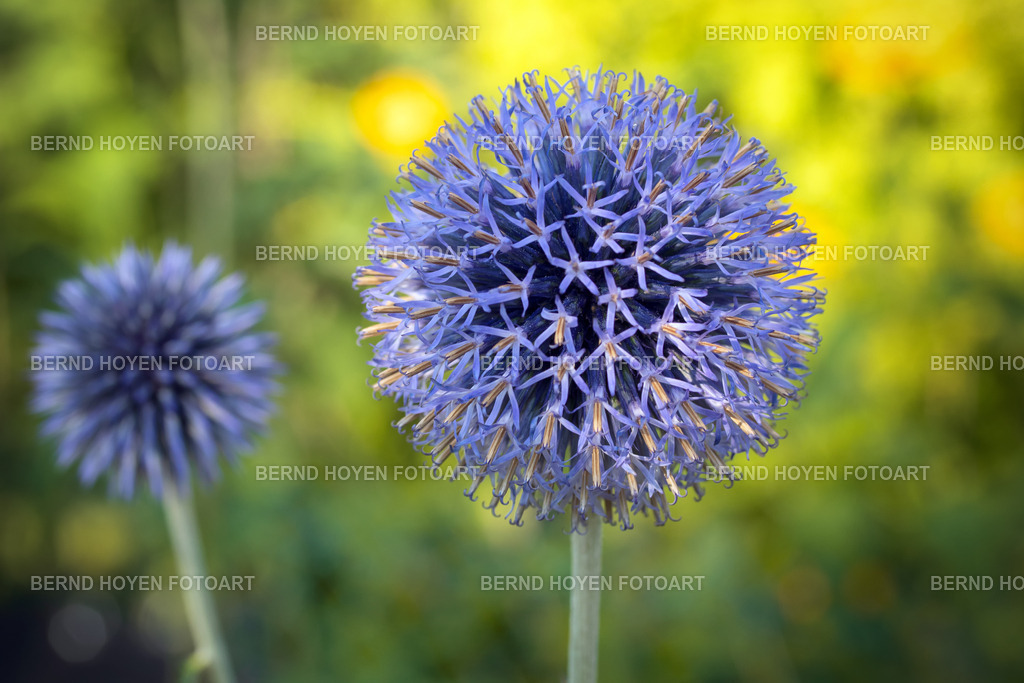 blue eye | Portrait einer Kugeldistel in einem Berliner Garten. Die Aufnahme habe ich nur leicht nachbearbeitet. | A portrait of a globe thistle in a Berlin garden. I’ve only edited the photograph very slightly. - Realisiert mit Pictrs.com