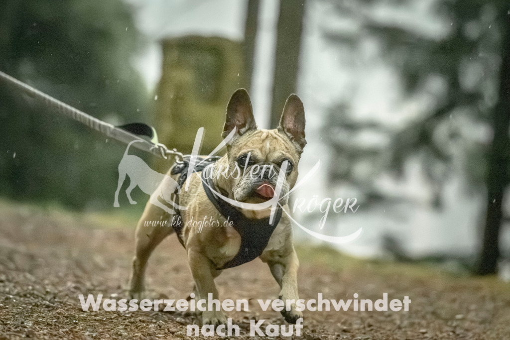 0836_ZZ92135 | kk-dogfotos