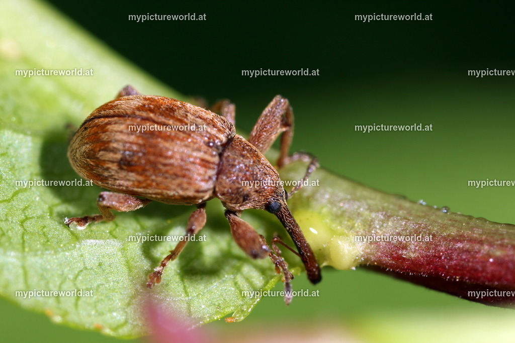 Anthonomus rectirostris-002 | Das Bilderarchiv über Tiere, Planzen und Landschaften. In der Bilddatenbank finden Sie ein große Auswahl an hochwertigen Bilder für Ihre Werbung - Realisiert mit Pictrs.com