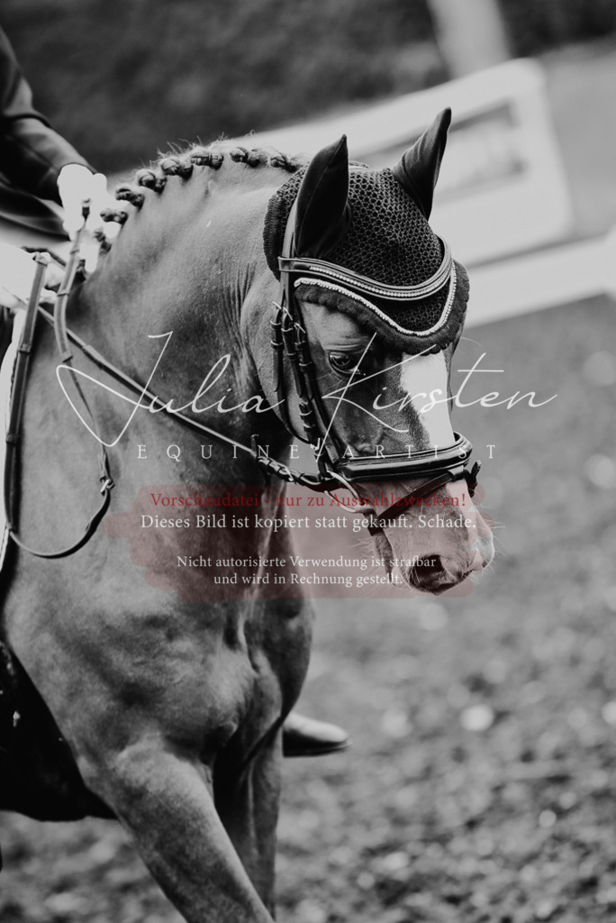 DSC_2841 | Pferde- und Turnierfotografie in Westsachsen. Pferdeportraits, Auftragszeichnungen und intuitive Kunst.