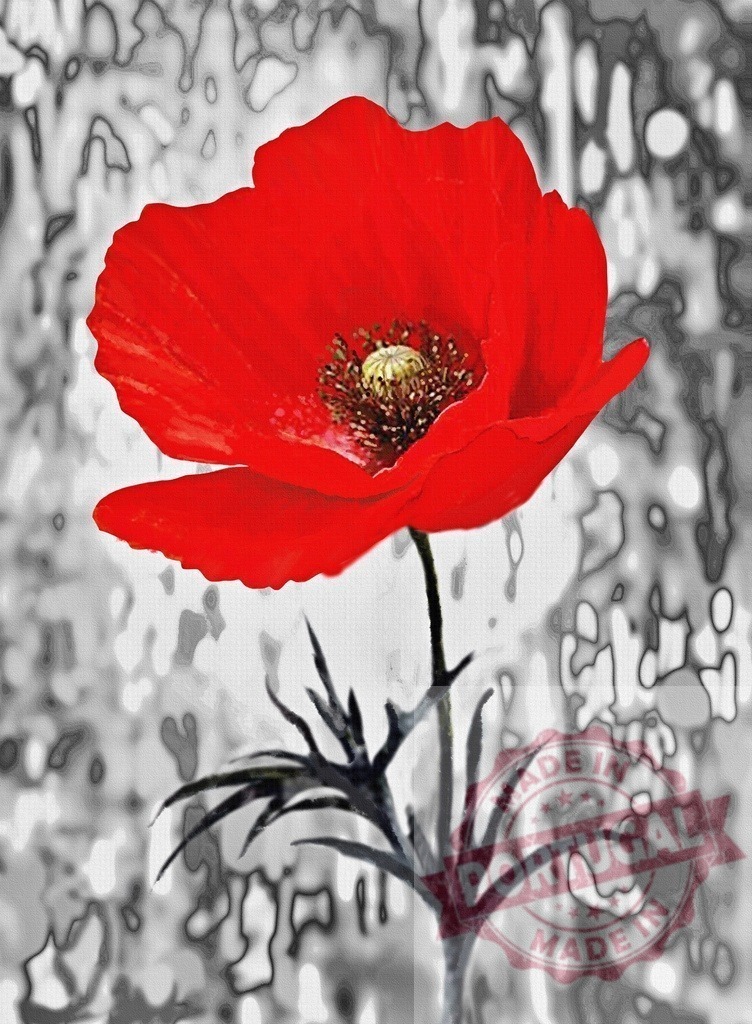 Red poppy flower blooming selective color abstract background | Vibrant red poppy flower standing out on an abstract black and white background - Realized with Pictrs.com