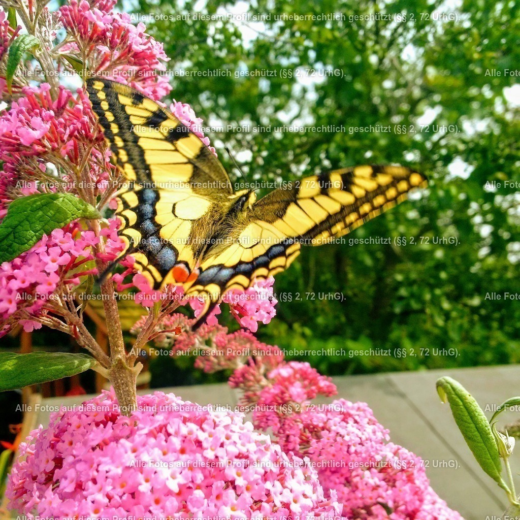 IMG_20160710_145854-EFFECTS | krollfotografie - Realisiert mit Pictrs.com