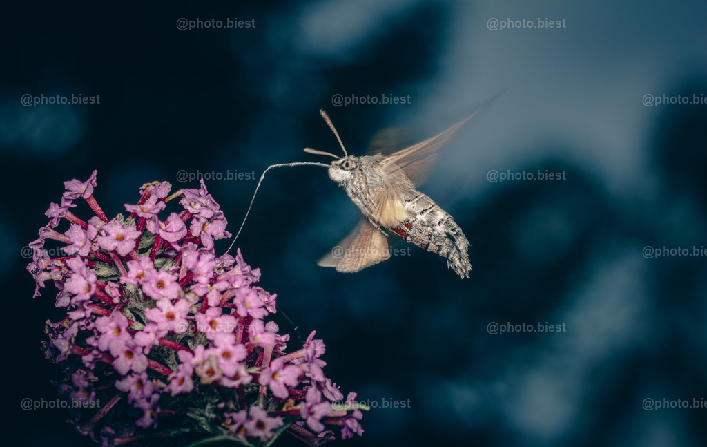 Kein Kolibri! | Ein Taubenschwänzchen im Flug an einer Fliederblüte. - Realisiert mit Pictrs.com