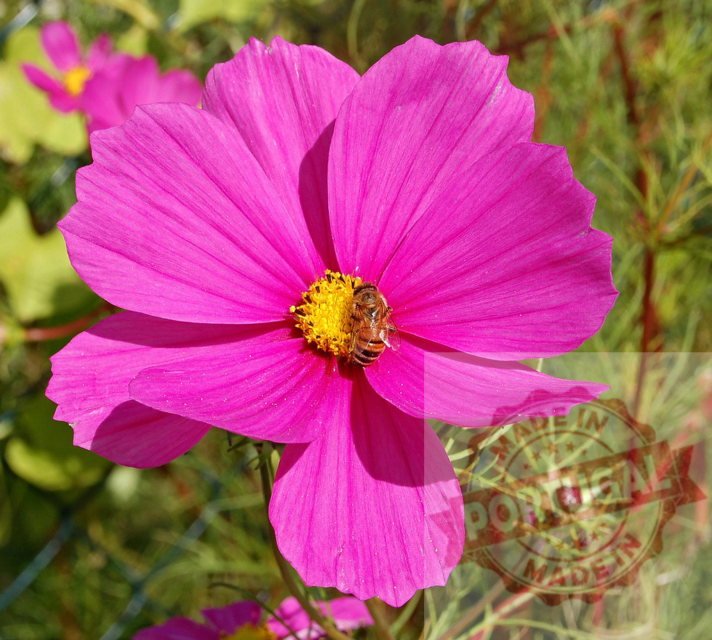 Honey bee collecting pollen on bright pink cosmos flower | Honey bee collecting pollen on a bright pink cosmos flower in a garden during a sunny summer day - Realized with Pictrs.com